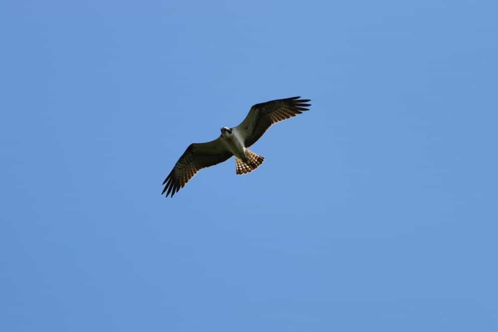 The distinctive bird of prey had recolonised naturally in an area of Co Fermanagh, conservationists said (Giles Knight/UlsterWildlife/PA)