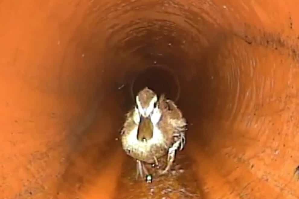 Bristol sewage workers were met with an unusual blockage after they discovered a duck in the pipes (Wessex Water/PA)