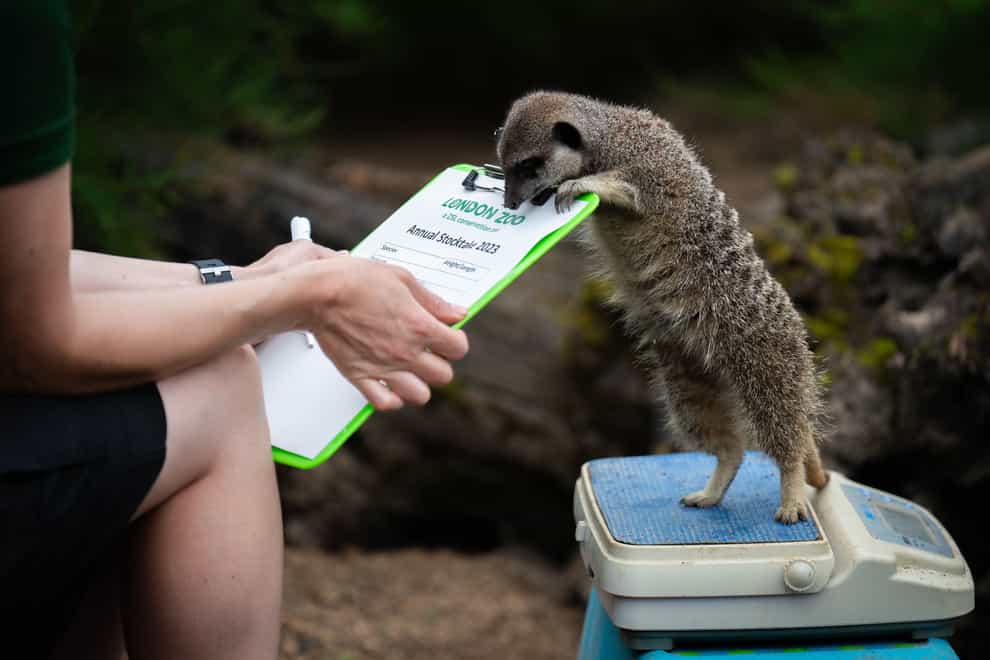 Every mammal, bird, reptile, fish and invertebrate across ZSL London Zoo was weighed and measured on Thursday (James Manning/PA)