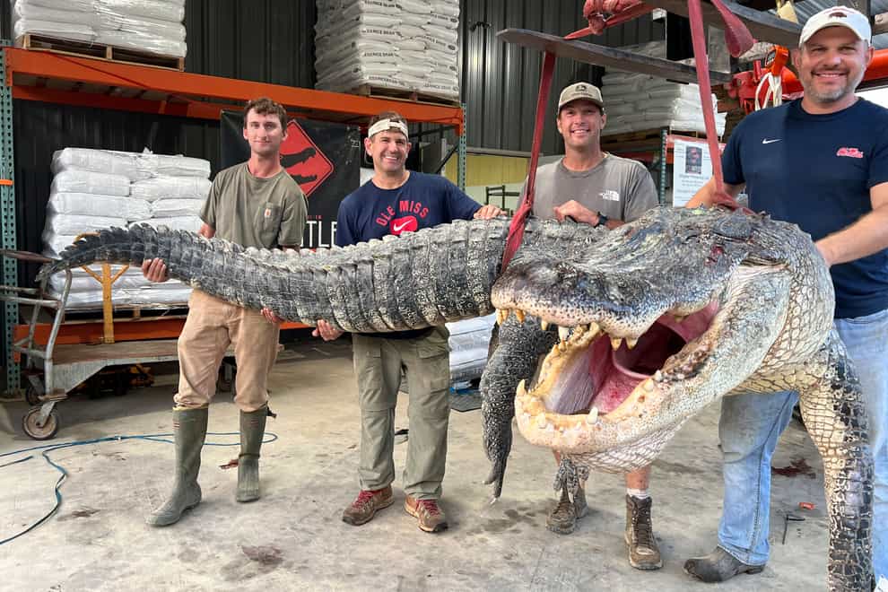 The captured alligator (Shane Smith/Red Antler Processing/AP)