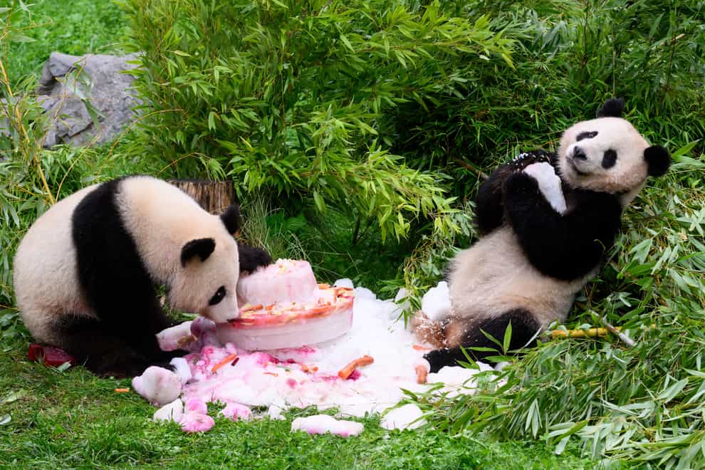 Pandas Pit and Paule eat a cake made of ice cream, vegetables and fruits to celebrate their fourth birthday at the Berlin Zoo (Bernd von Jutrczenka/dpa via AP)