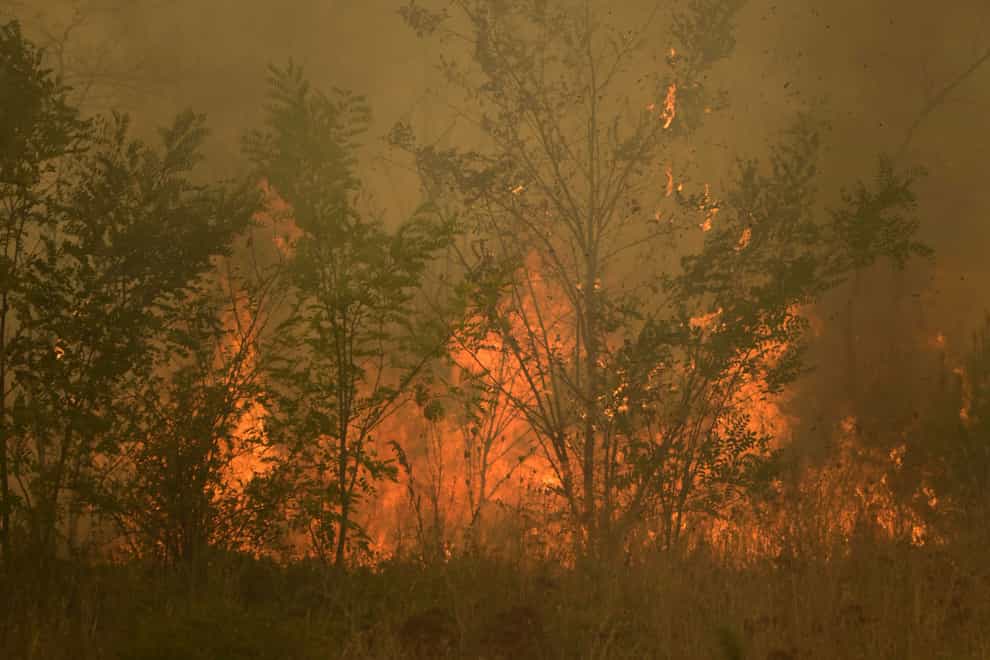 Flames burned woodland during a wildfire in Giannouli village (e-evros.gr via AP)