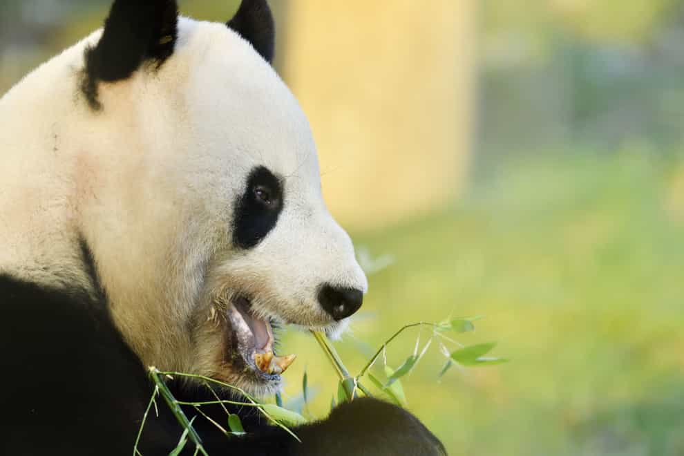 Giant panda Yang Guang’s stay at Edinburgh Zoo is coming to an end (RZSS/PA)