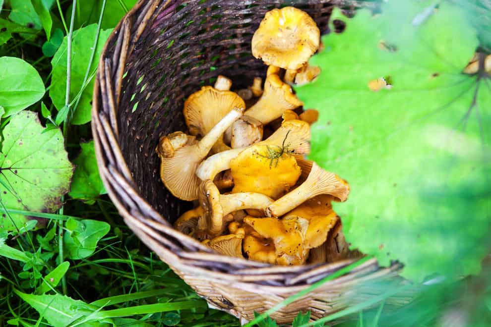 Mushrooms are ready to be harvested as autumn gets underway (Alamy/PA)