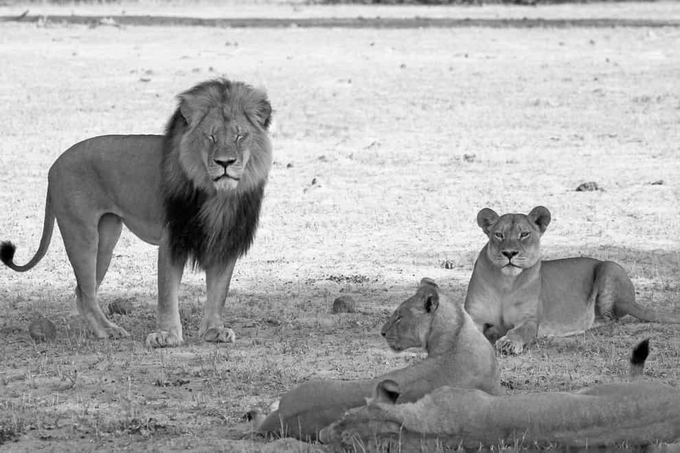 Cecil the Lion and his pride in Hwange National Park (Alamy)