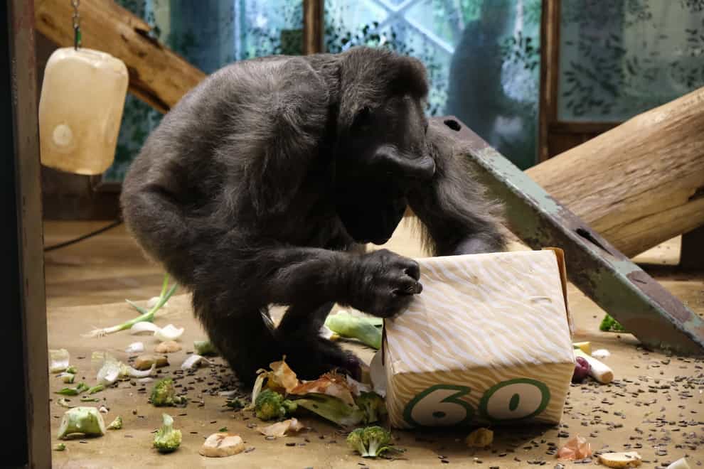 Delilah the gorilla is celebrating her 60th birthday at Belfast Zoo (Belfast Zoo/PA)