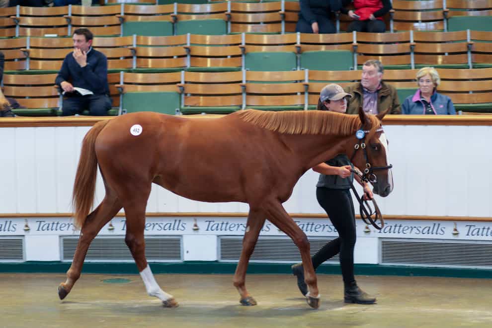 The Frankel filly out of Millisle goes through the ring (Tattersalls)