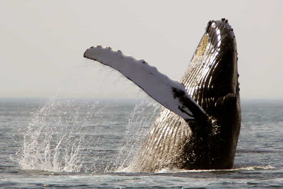 A humpback whale breaches on Stellwagen Bank about 25 miles east of Boston (AP Photo/Michael Dwyer)