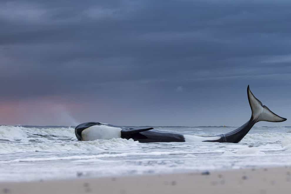 ‘Last gasp’, of a beached orca at Cadzand-Bad, Zeeland, the Netherlands (Lennart Verheuvel/ the Wildlife Photographer of the Year/PA)