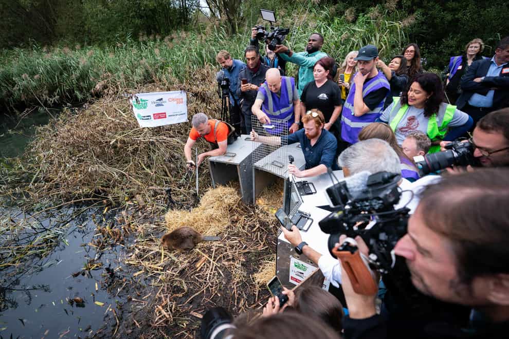 Mayor of London Sadiq Khan helps release a family of beavers at Paradise Fields in Ealing (PA)