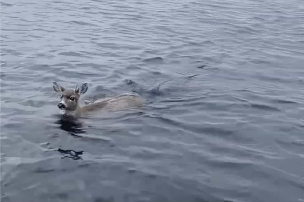The troopers helped the deer aboard the boat (Sgt Mark Finses/Alaska Wildlife Troopers via AP)