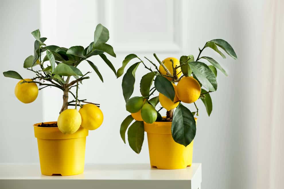 Citrus plants are easy to grow in containers (Alamy/PA)