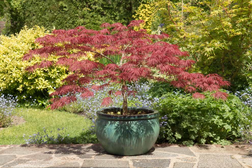 Maple trees come in all shapes and sizes and add plenty of colour to gardens (Alamy/PA)