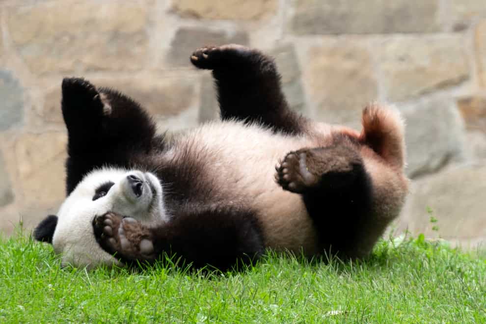 Giant panda Xiao Qi Ji has left the US for China (Jose Luis Magana/AP)