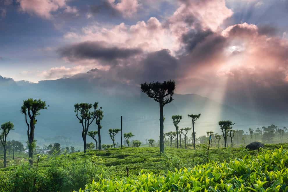 Hike through tea plantations, forests and rice paddies in Sri Lanka’s Central Highlands (Alamy/PA)