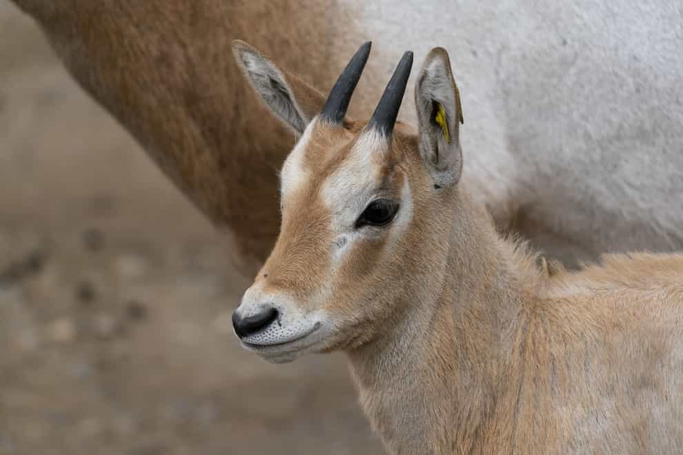 The scimitar-horned oryx was regarded as extinct in the wild (Marwell Wildlife/PA)