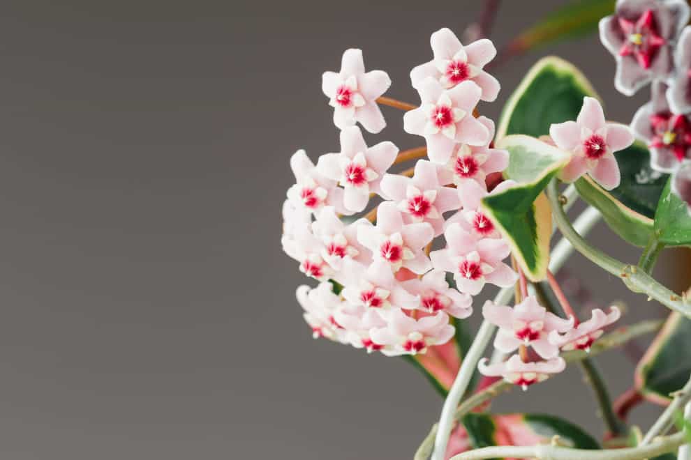 Hoya carnosa ‘Krimson Queen’ in bloom (Alamy/PA)