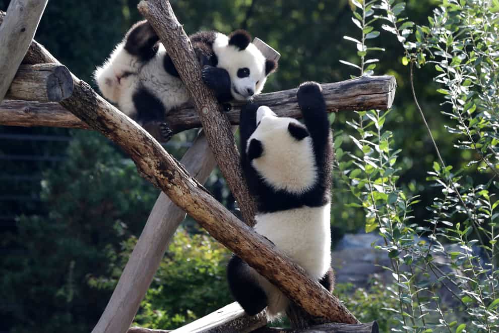 The Panda cubs Meng Xiang, right, and Meng Yuan climb in their enclosure during their first birthday in Berlin (Michael Sohn/AP)