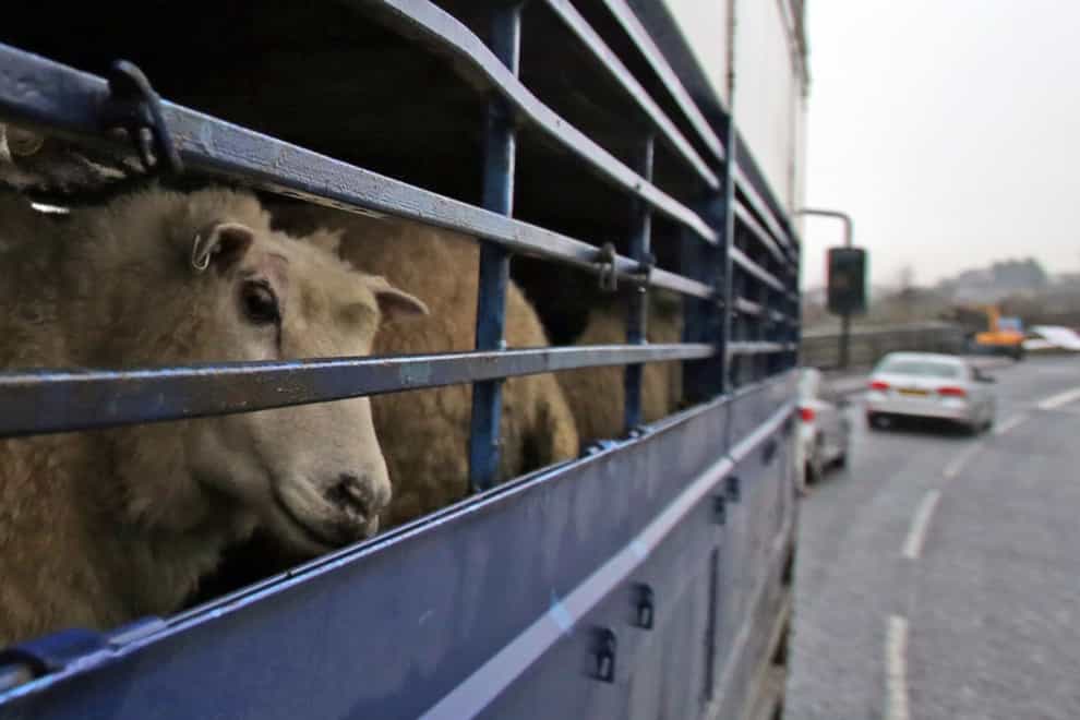 The Bill will ban the export from Great Britain of cattle, sheep, goats, pigs and horses for slaughter and fattening (Niall Carson/PA)