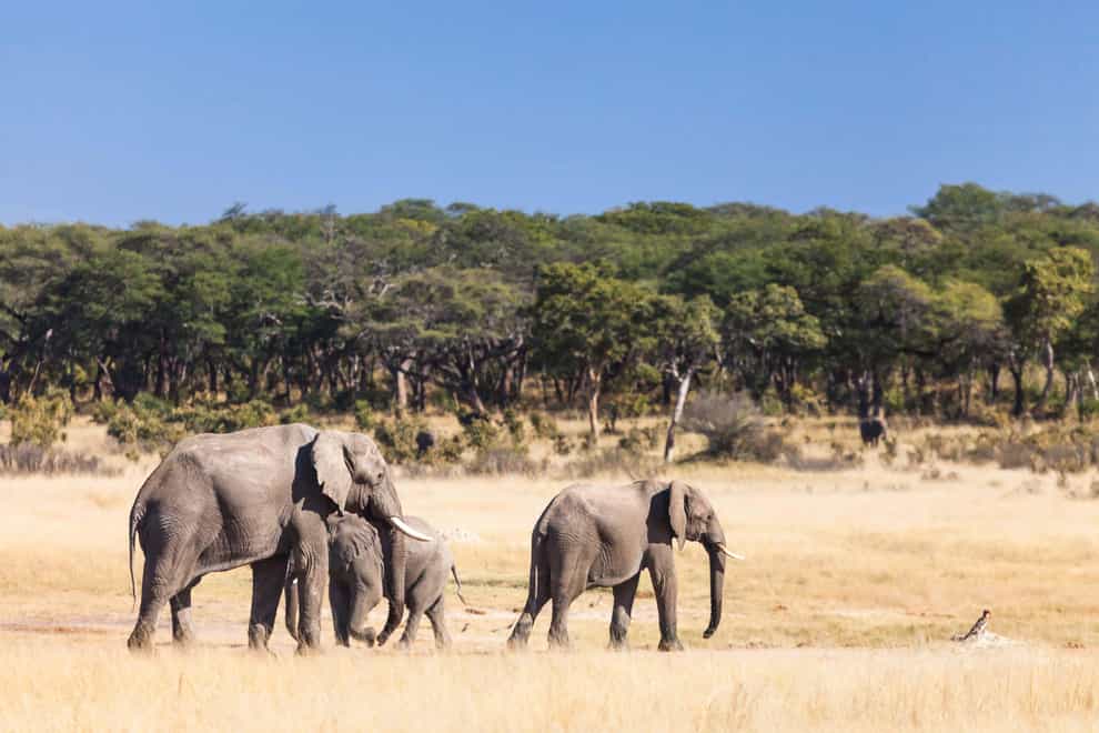 Elephants in Hwange National Park (File imageAlamy/PA)