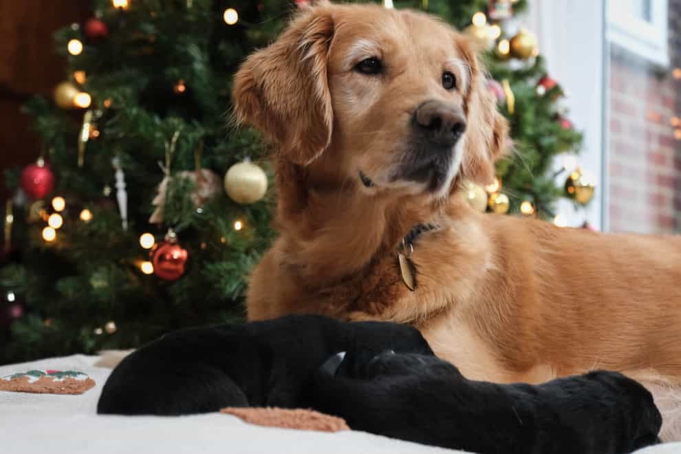 Golden retriever Puds with her puppies who arrived just in time for Christmas (Michael Leckie/PA)