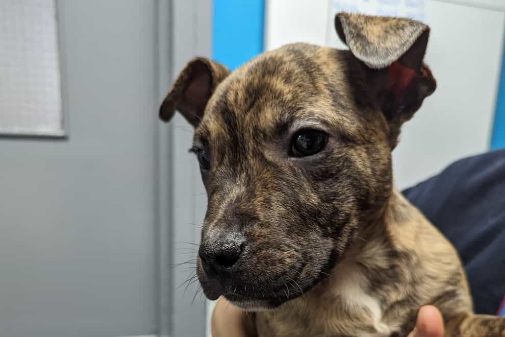 The puppy was abandoned in a carrier bag in a car park (RSPCA/PA)