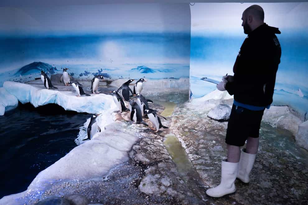 An aquarist counts penguins at the Sea Life London Aquarium (James Manning/PA)