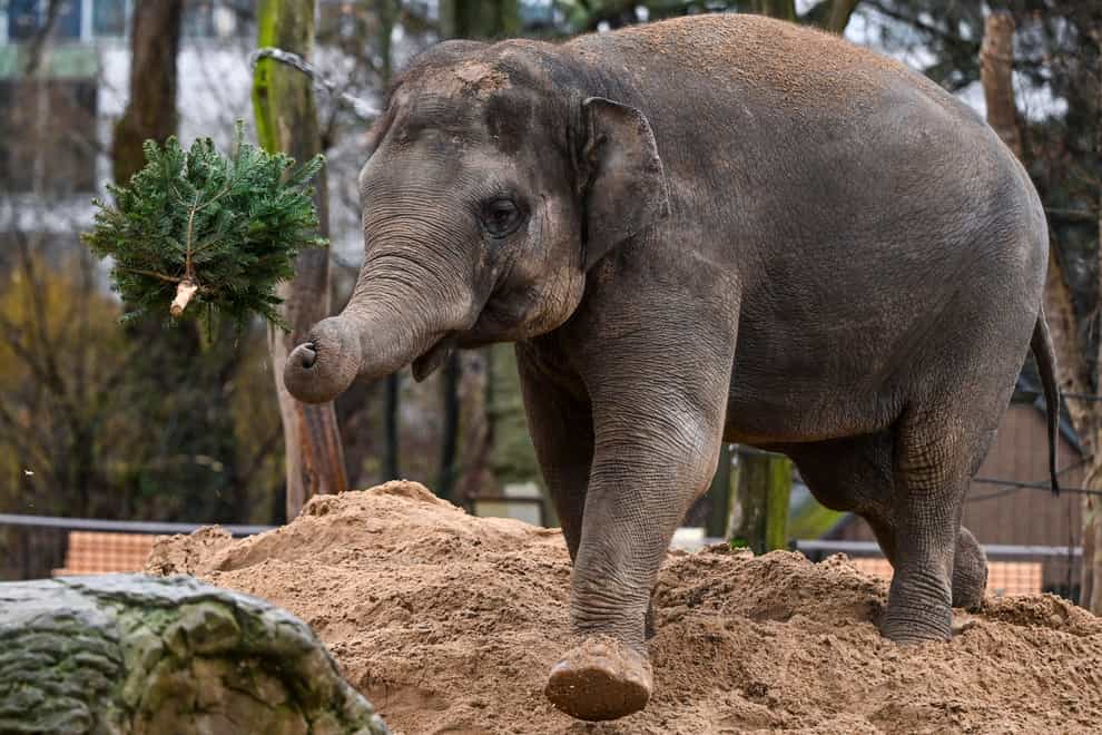 An Asian elephant throws a Christmas tree into the air (Jens Kalaene/dpa/AP)