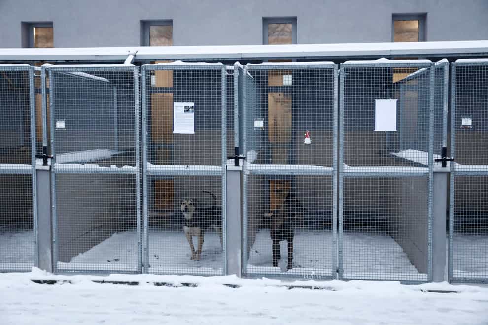 Two dogs wait to be adopted or temporarily fostered in Krakow, Poland (AP)
