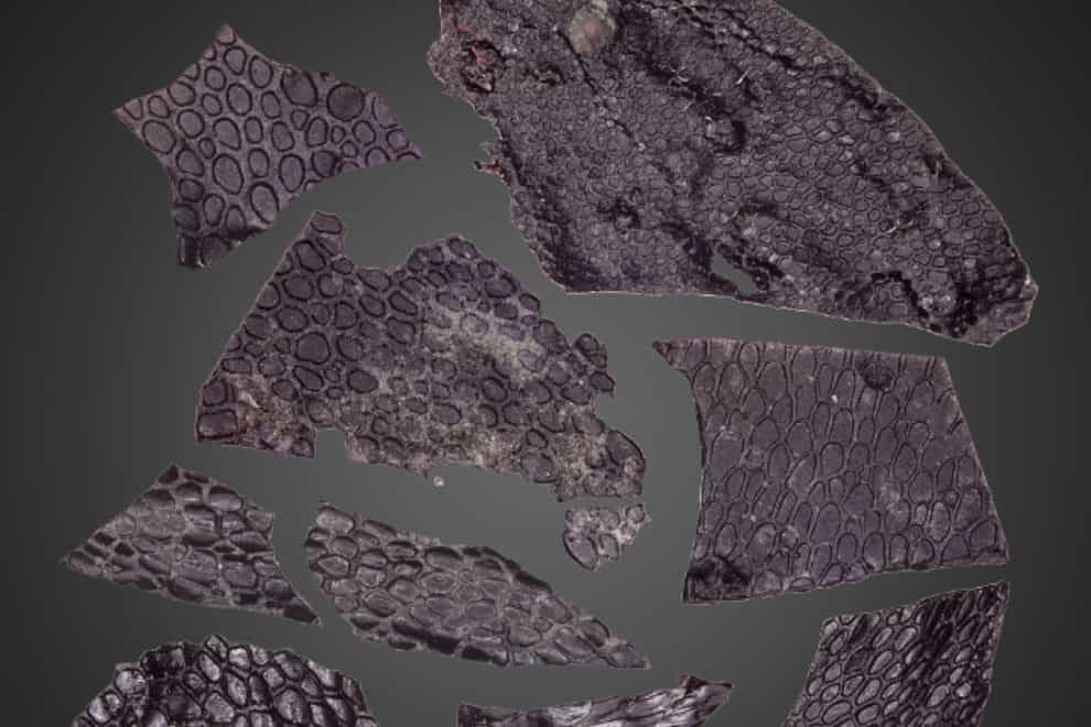 A new study describes the oldest known evidence of fossilised skin (Current Biology/Mooney et al/PA)