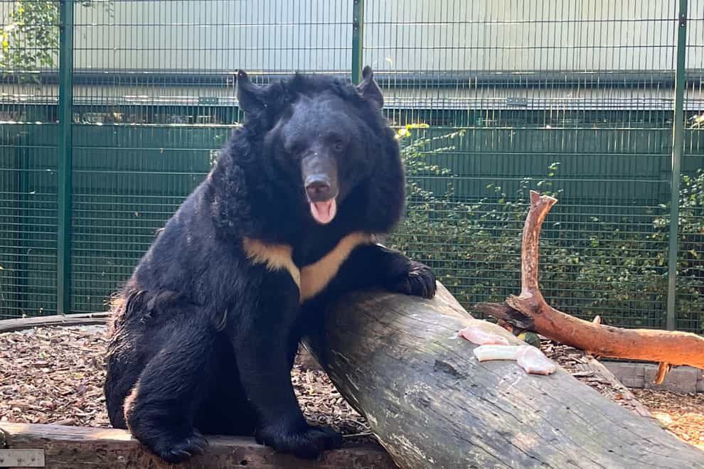 Yampil the Asiatic black bear has been rehomed at the Five Sisters Zoo in West Calder, West Lothian (Natuurhulpcentrum/PA)