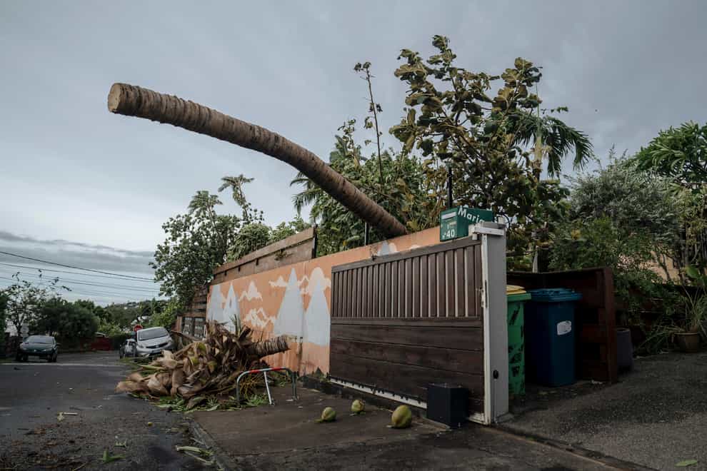 The weather uprooted trees on the island of Reunion (Lewis Joly/AP)