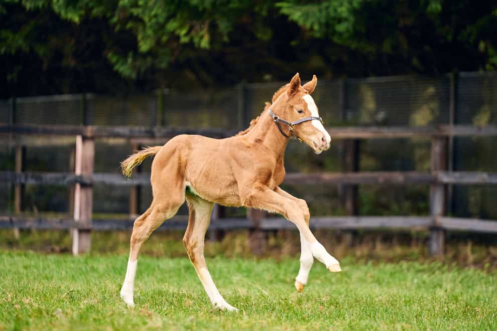 The first foal of Stradivarius is a chip off the old block (Dominic James/The National Stud)