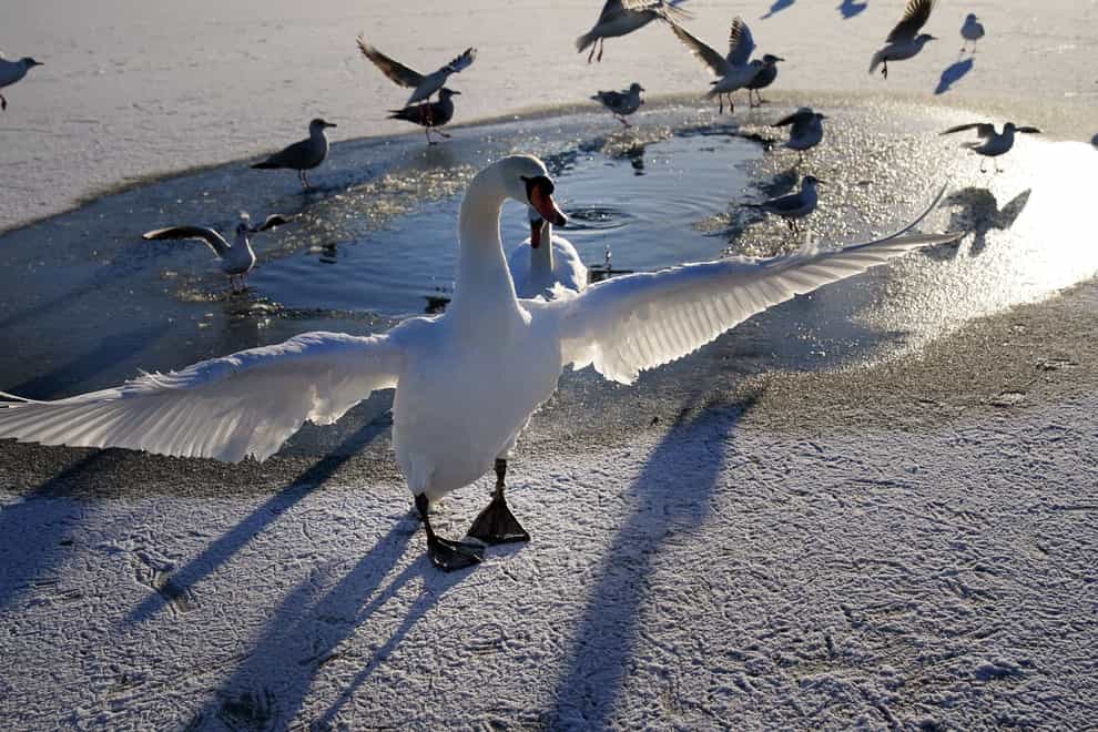 Swans and seagulls on a frozen Tynemouth boating lake (Owen Humphreys/PA)