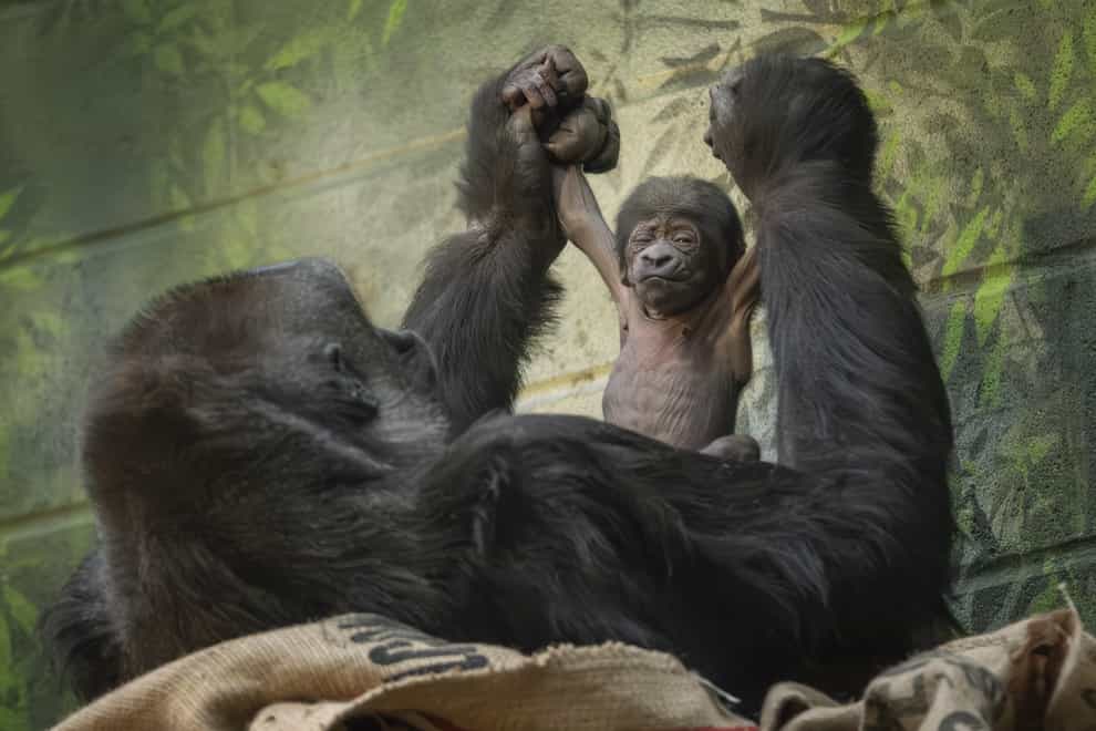 Western lowland gorilla, Mjukuu, holds her newborn at London Zoo (J Kemeys/London Zoo)