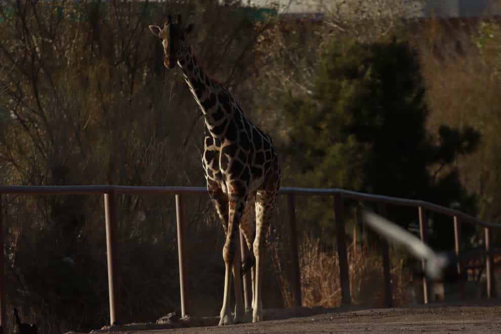 Benito the giraffe was moved from the Central Park zoo (AP)