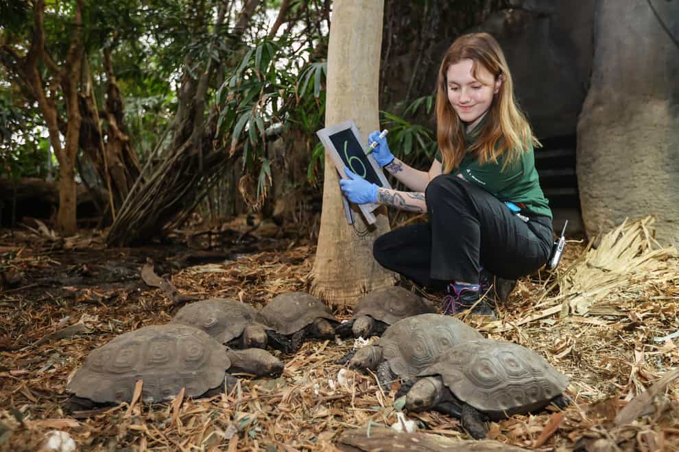 Dani Kilroy counts up the tortoises during an annual animal audit at Marwell Zoo (Marwell Zoo/PA Wire)