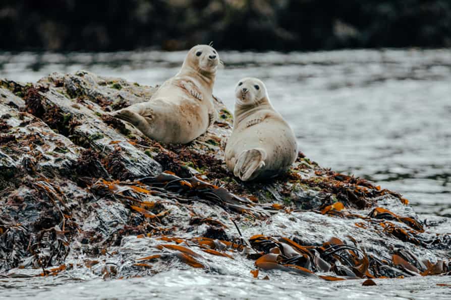 The volunteers will be known as seal sitters to observe the Atlantic grey seals (David Lovelady)