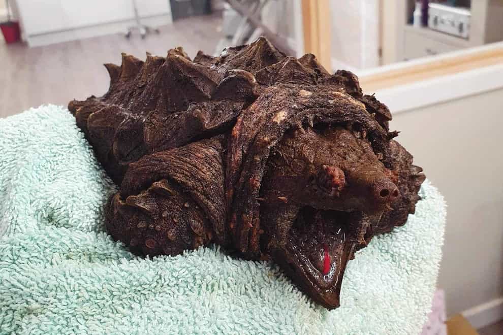 An ‘invasive’ alligator snapping turtle has been found in a lake in Cumbria (Wild Side Vets/PA)