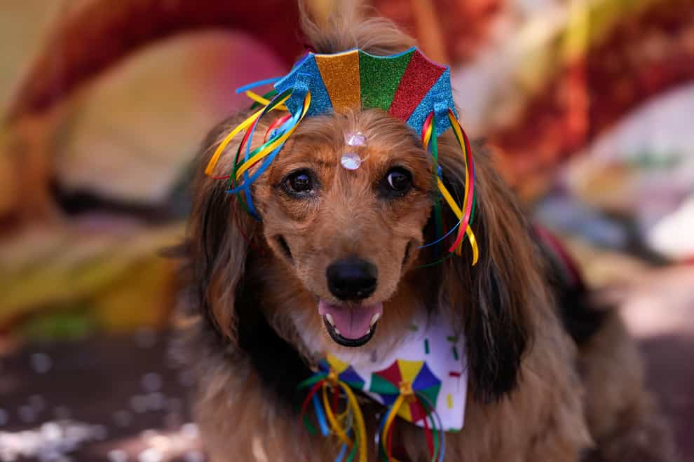 The event is beloved among dog lovers in Rio de Janeiro (AP)