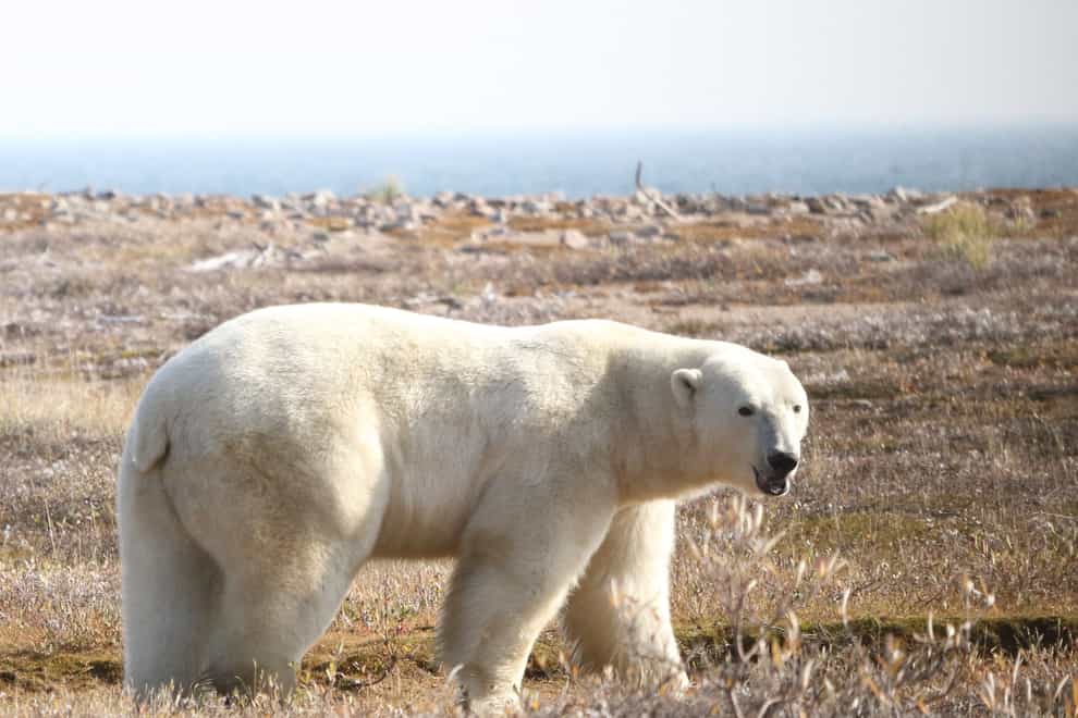 Polar bears in Hudson Bay come onto land when the sea is ice free (David McGeachy/PA)