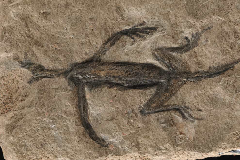 The Tridentinosaurus antiquus specimen was discovered in the Italian alps in 1931 (Dr Valentina Rossi/University College Cork)