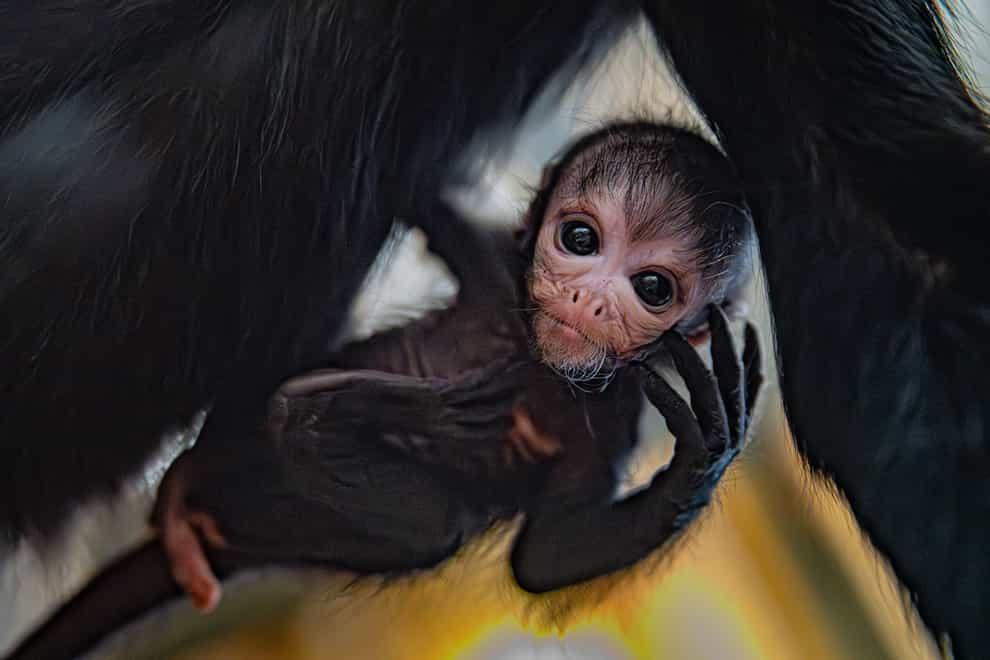 Rare spider monkey born at Chester Zoo (Chester Zoo/PA)