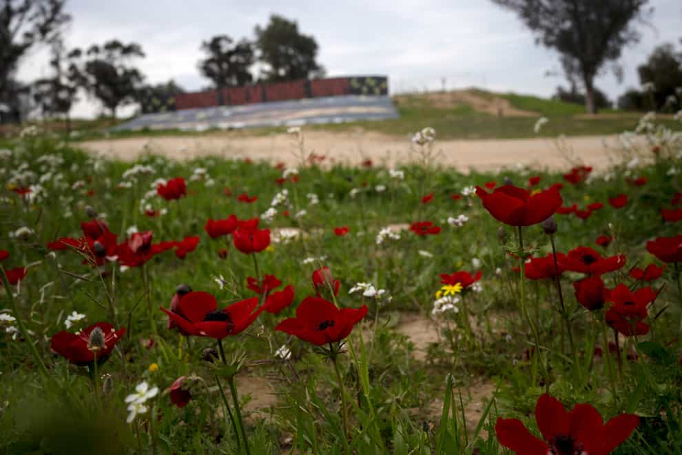 Anemone wildflowers bloom in Re’im, southern Israel, at the site of a cross-border attack by Hamas on the Nova music festival where hundreds of people were killed and kidnapped into the Gaza Strip (Maya Alleruzzo/AP)