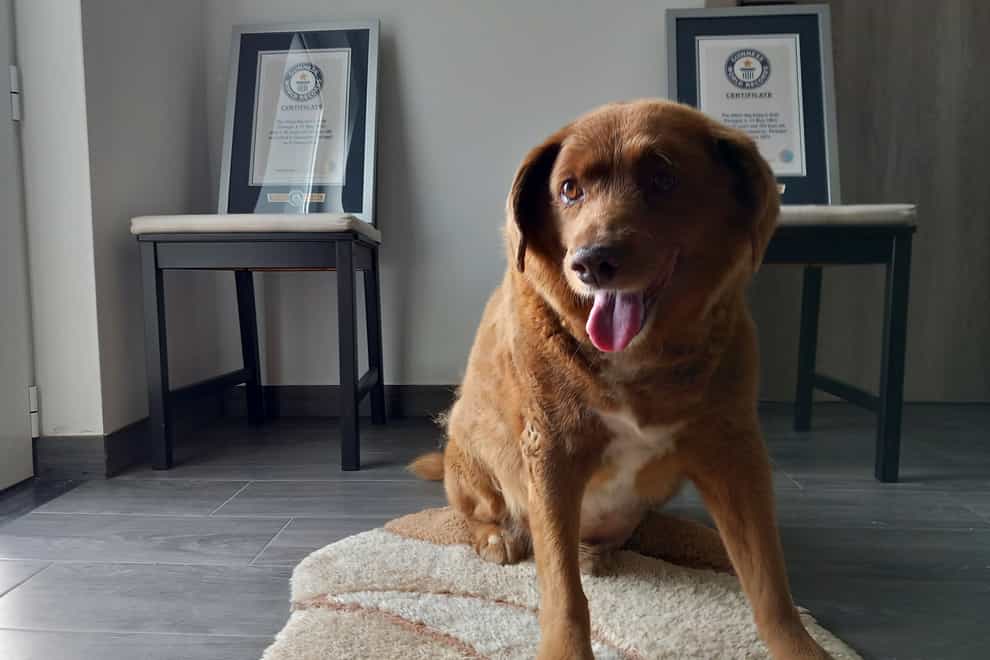 Bobi poses for a photo with his Guinness World Record certificates (Jorge Jeronimo/AP/PA)