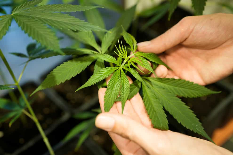 German residents who are 18 and older would be allowed to join non-profit ‘cannabis clubs’ (AP)