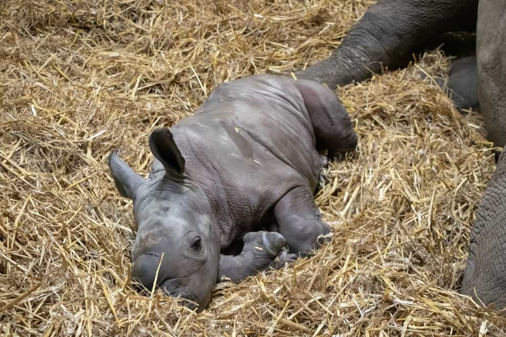 The female rhino was born to parents Bayami and Shaka (Knowsley Safari/PA)