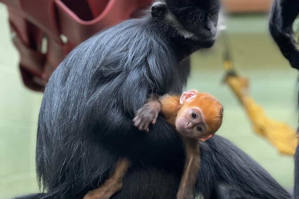 A baby monkey described as a ‘ray of sunshine’ has been born at Whipsnade Zoo (Whipsnade Zoo/PA)