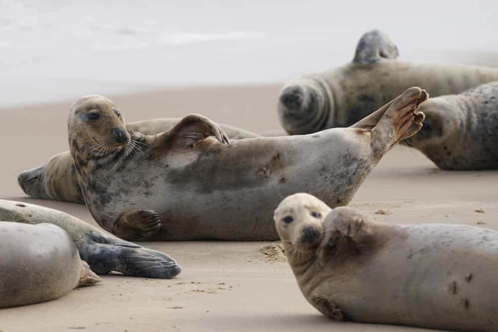 Some of the estimated 2,500 Atlantic grey seals on Horsey Beach in Norfolk, where they gather every year to moult their winter fur (Joe Giddens/PA)