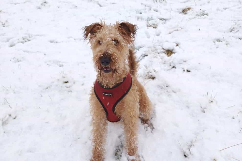 Charles Crundwell’s Irish terrier Cleo loved her first outing in the snow in Monmouthshire (Charles Crundwell/PA)